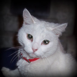 Blankitty's avatar