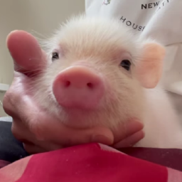 MiniPig's avatar